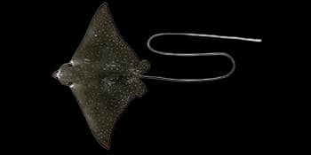 纳氏鹞鲼（Aetobatus narinari）图片