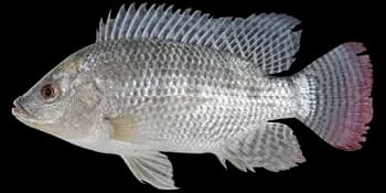 尼罗非鲫（Oreochromis niloticus）图片