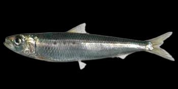 拟沙丁鱼(远东拟沙丁鱼)（Sardinops sagax）图片