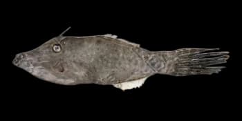 拟态革鲀（Aluterus scriptus）图片