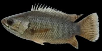 攀鲈（Anabas testudineus）图片