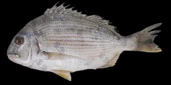 平鲷（Rhabdosargus sarba）图片