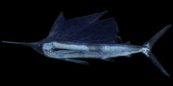 平鳍旗鱼（Istiophorus platypterus）图片