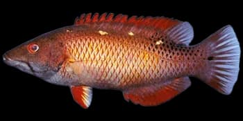 鳍斑普提鱼（Bodianus diana）图片