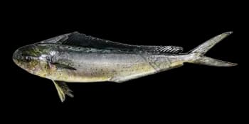 鲯鳅（Coryphaena hippurus）图片