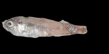 七星底灯鱼（Benthosema pterotum）图片