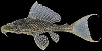 清道夫（Pterygoplichthys multiradiatus）图片
