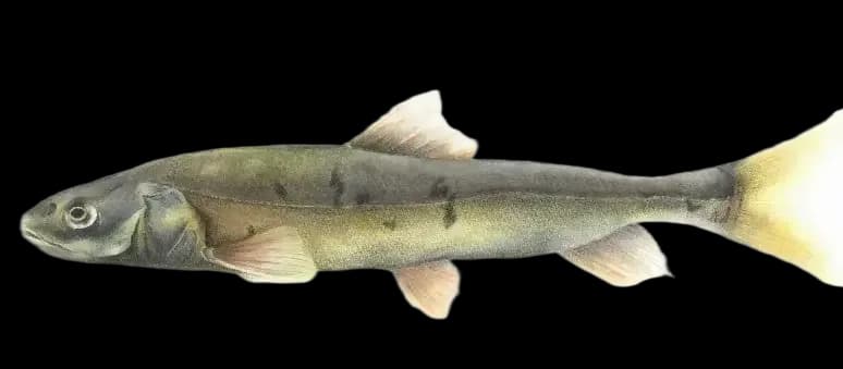 青海湖裸鲤（Gymnocypris przewalskii）图片