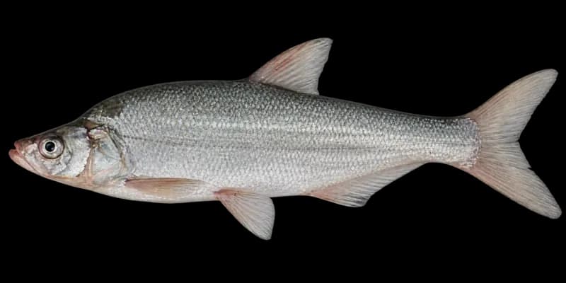 青梢红鲌（Chanodichthys dabryi）图片