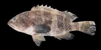 青石斑鱼（Epinephelus awoara）图片
