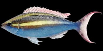 犬牙锥齿鲷（Pentapodus caninus）图片