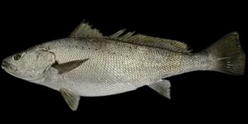 日本白姑鱼（Argyrosomus japonicus）图片