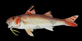 日本绯鲤（Upeneus japonicus）图片
