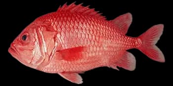 日本骨鳂（Ostichthys japonicus）图片