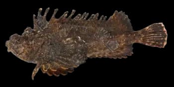 日本鬼鲉（Inimicus japonicus）图片