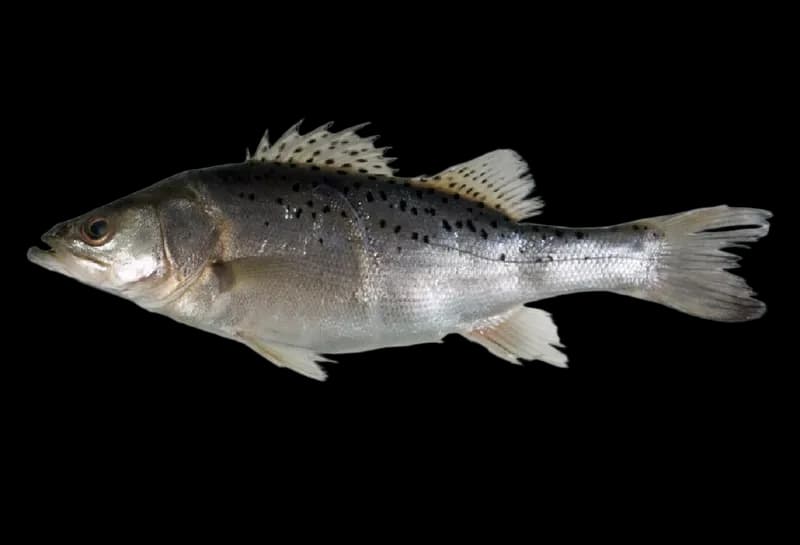 日本花鲈（Lateolabrax japonicus）图片