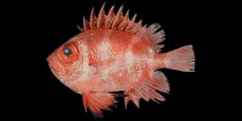 日本锯大眼鲷（Pristigenys niphonia）图片