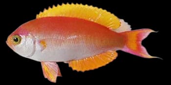 日本丽花鮨（Callanthias japonicus）图片