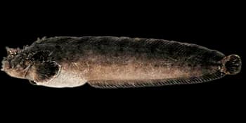 日本笠鳚（Chirolophis japonicus）图片