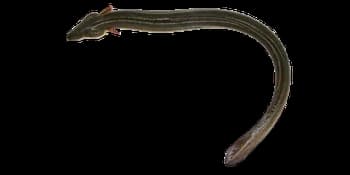 日本鳗鲡（Anguilla japonica）图片