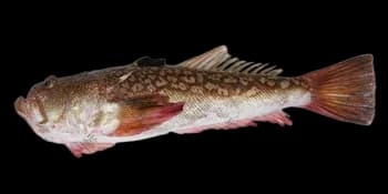 日本鰧（Uranoscopus japonicus）图片