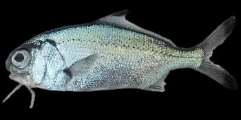 日本须鳂（Polymixia japonica）图片