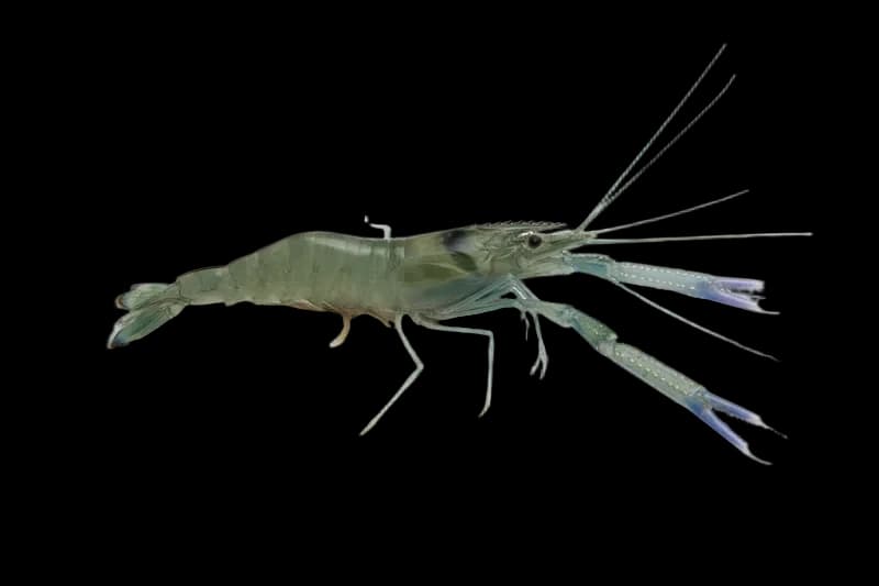 日本沼虾（Macrobrachium nipponense）图片
