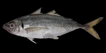 日本竹荚鱼（Trachurus japonicus）图片