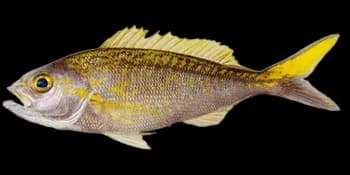 日本紫鱼（Pristipomoides auricilla）图片