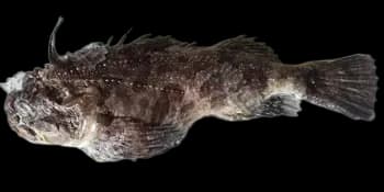 绒杜父鱼（Hemitripterus villosus）图片