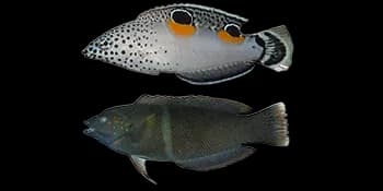 鳃斑盔鱼（Coris aygula）图片