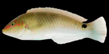 三斑海猪鱼（Halichoeres trimaculatus）图片