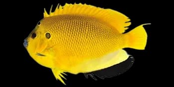 三点阿波鱼（Apolemichthys trimaculatus）图片