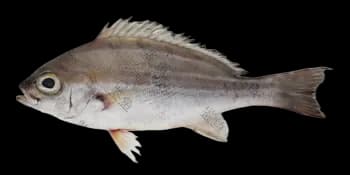 三线矶鲈（Parapristipoma trilineatum）图片
