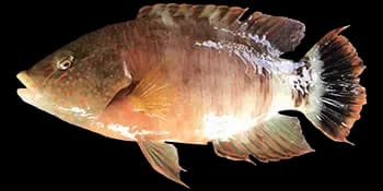 三叶唇鱼（Cheilinus trilobatus）图片