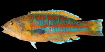 三叶锦鱼（Thalassoma trilobatum）图片