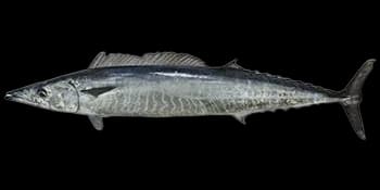 沙氏刺鲅（Acanthocybium solandri）图片