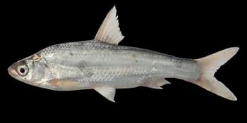 似鳊（Pseudobrama simoni）图片