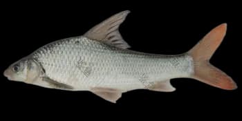 似刺鳊鮈（Paracanthobrama guichenoti）图片