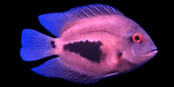似双刺三角丽鱼（Uaru amphiacanthoides）图片