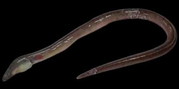 食蟹豆齿鳗（Pisodonophis cancrivorus）图片