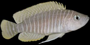 似新亮丽鲷（Neolamprologus similis）图片
