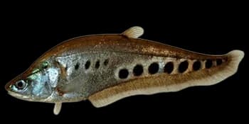 饰妆铠弓鱼（Chitala ornata）图片