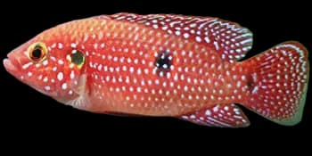 双斑半丽鱼（Hemichromis bimaculatus）图片