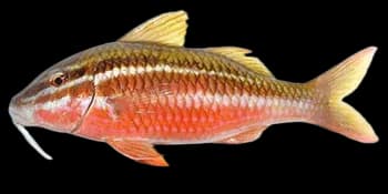 双带副绯鲤（Parupeneus biaculeatus）图片