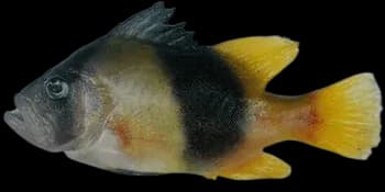 双带黄鲈（Diploprion bifasciatum）图片