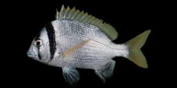 双带棘鲷（Acanthopagrus bifasciatus）图片