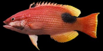 双带普提鱼（Bodianus bilunulatus）图片