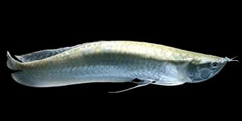 双须骨舌鱼（Osteoglossum bicirrhosum）图片