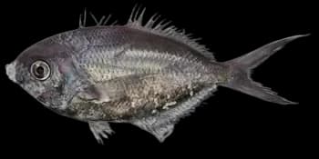 水母玉鲳（Psenes arafurensis）图片